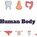 The Human Body Quiz